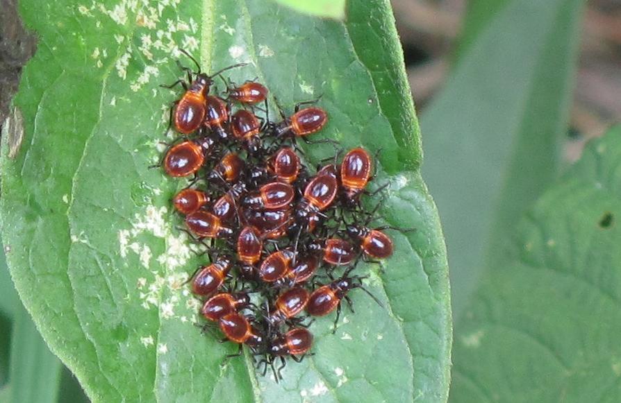 Nidiata di Tropidothorax leucopterus del Piemonte (BI)